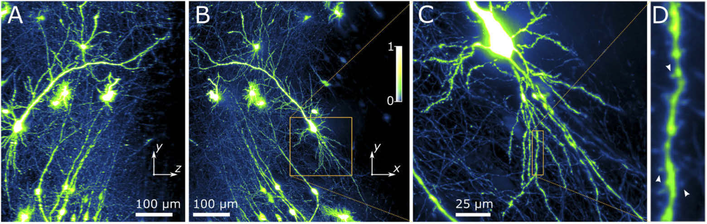 neurons in detail